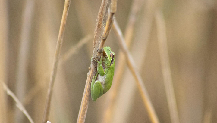 Sortie crépusculaire sur le Bassin d'Arcachon